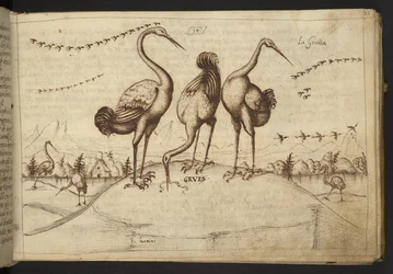 Cranes (