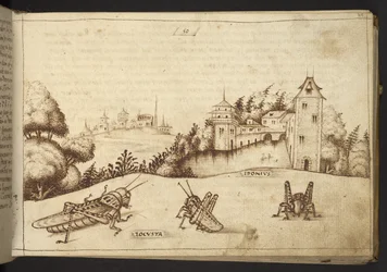 Locusts eating a tall plant, from Historia Animalium