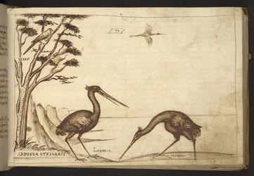 Heron (