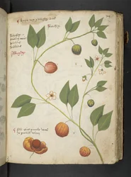 A herbal, Belluno