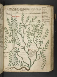 A herbal, Belluno