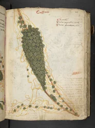 A herbal, Belluno