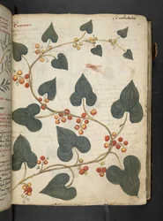 A herbal, Belluno