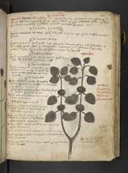 A herbal, Belluno