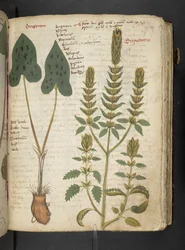 A Herbal, Belluno