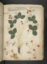 A Herbal, Belluno