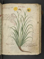 A Herbal, Belluno