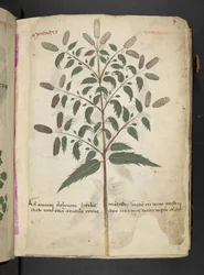 A Herbal, Belluno