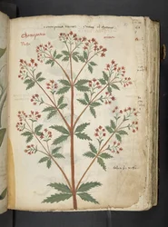 A Herbal, Belluno