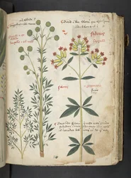A Herbal, Belluno