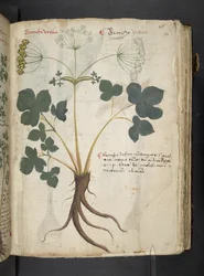 A Herbal, Belluno