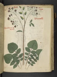 A Herbal, Belluno