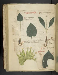 Pulmonaria, A herbal, Belluno