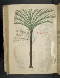 Tarro Arboro, from 
