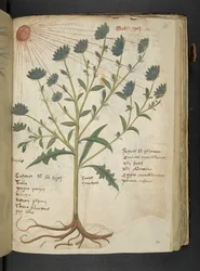 A Herbal, Belluno (detail)