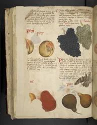 Fruits, from A Herbal, Belluno