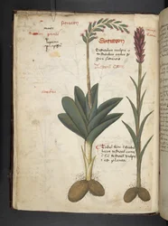 A herbal, Belluno