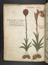 A herbal, Belluno