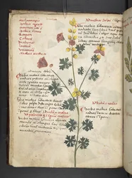 A herbal, Belluno