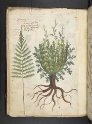 A herbal, Belluno