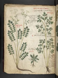 A herbal, Belluno