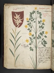 A herbal, Belluno