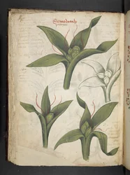 A herbal, Belluno