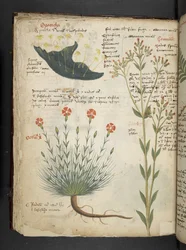A Herbal, Belluno