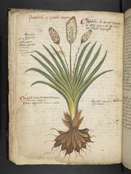 A Herbal, Belluno