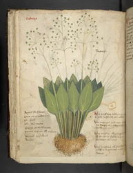 A herbal, Belluno