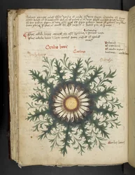 Carlina, A herbal, Belluno