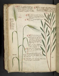 Orzo, from A Herbal, Belluno