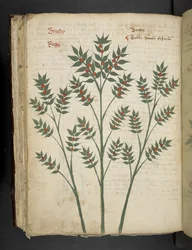 A herbal, Belluno