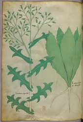 Botanical Illustration, circa 1440