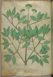 Botanical Illustration, circa 1440
