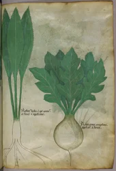 Botanical illustration, c.1440