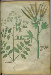 Botanical illustration, c.1440
