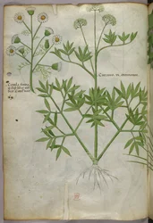 Botanical illustration, c.1440