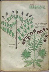 Botanical illustration, c.1440