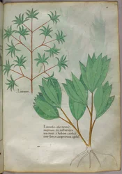 Botanical illustration, c.1440