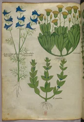Botanical illustration, c.1440