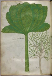 Botanical illustration, c.1440