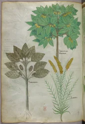 Botanical illustration, c.1440
