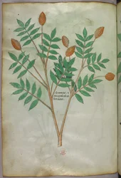 Botanical illustration, c.1440