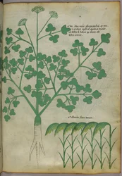 Botanical illustration, c.1440