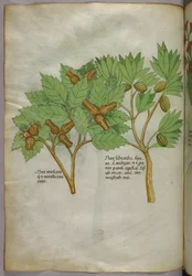 Botanical illustration, c.1440