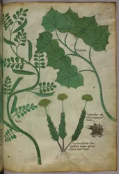 Botanical illustration, c.1440