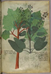 Botanical illustration, c.1440