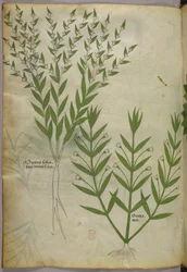 Botanical illustration, c.1440