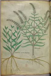 Botanical illustration, c.1440